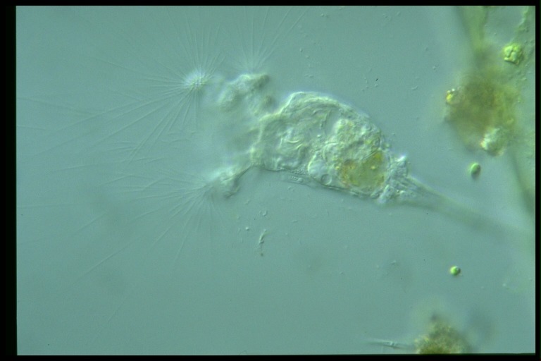 protist image