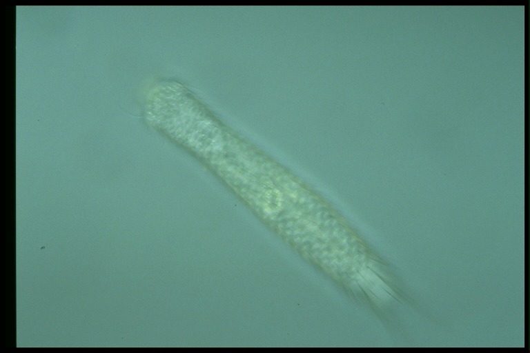 protist image