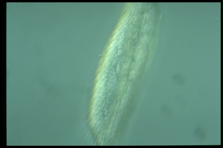 protist image