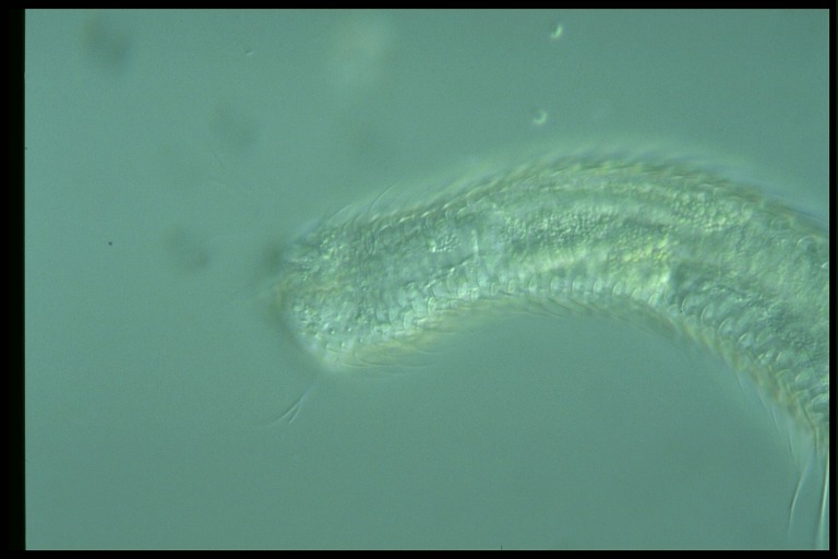 protist image