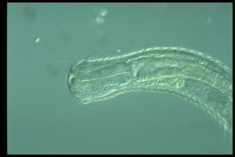 protist image