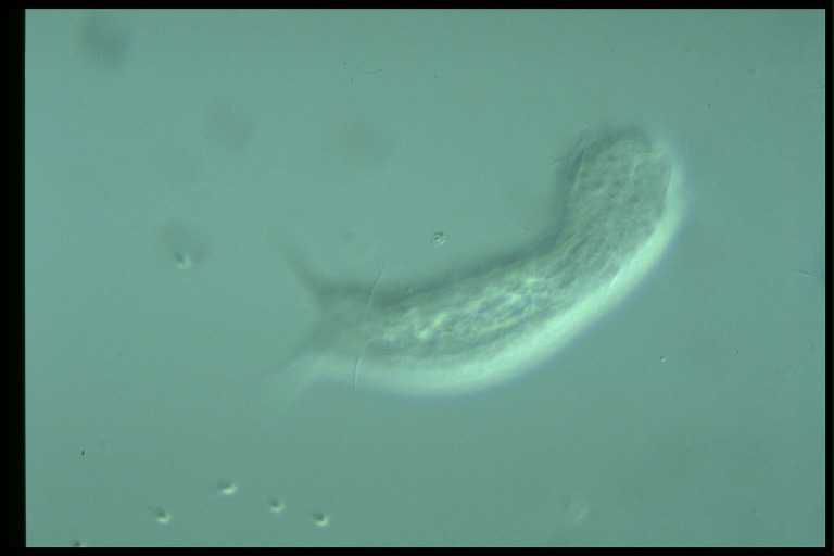 protist image