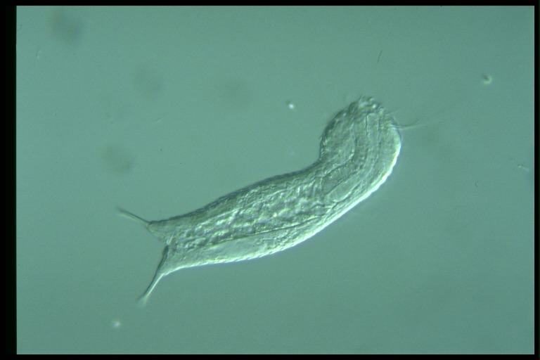 protist image