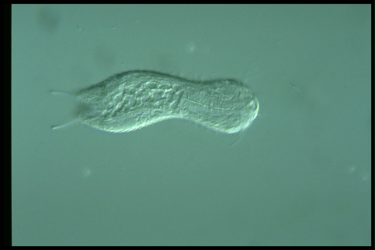 protist image