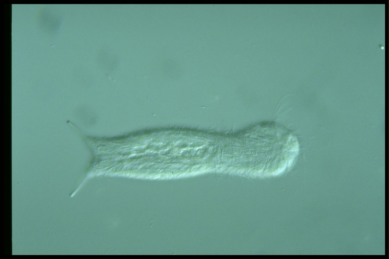 protist image