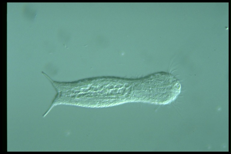 protist image