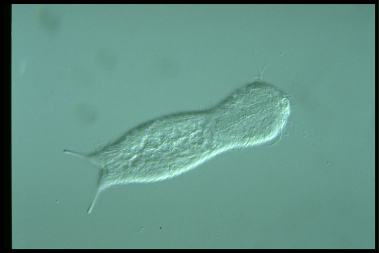 protist image