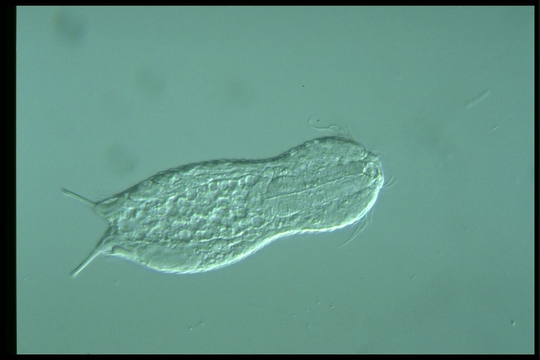 protist image