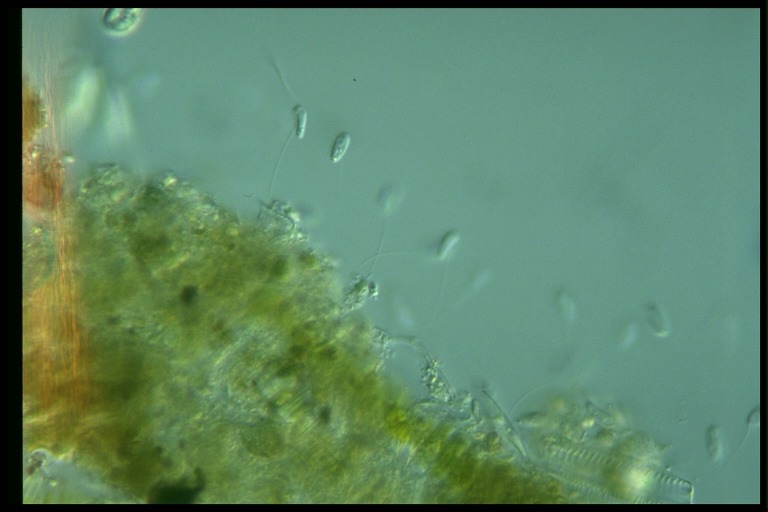 protist image