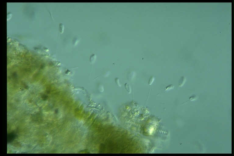 protist image