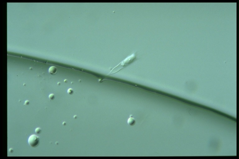 protist image