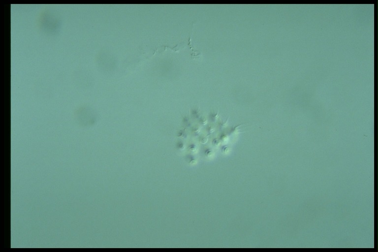 protist image