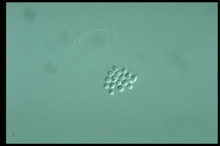 protist image