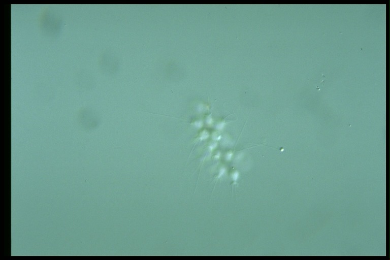 protist image