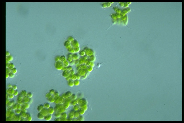 protist image