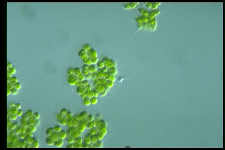 protist image