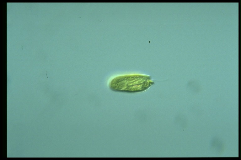 protist image