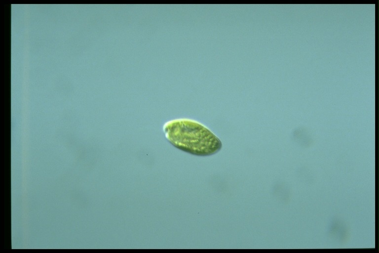 protist image