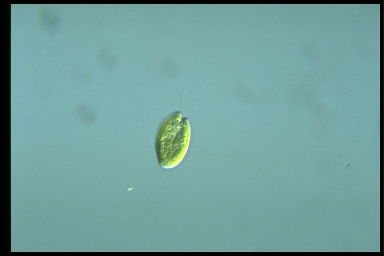 protist image