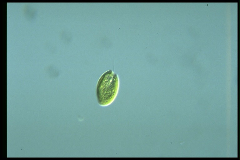 protist image