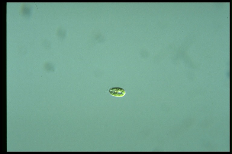 protist image