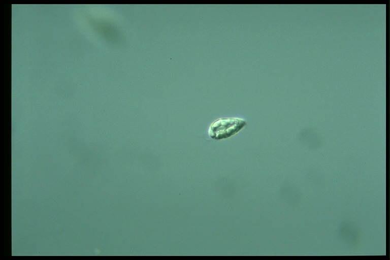 protist image