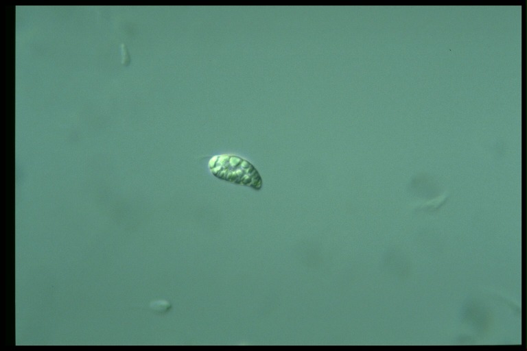 protist image