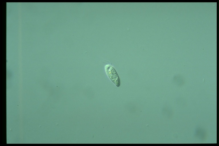 protist image