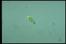 Euglena clara