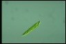 Euglena gracilis