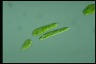 Euglena gracilis