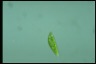 Euglena gracilis