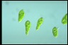 Euglena gracilis