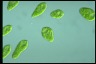 Euglena gracilis