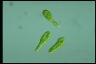 Euglena gracilis