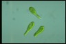 Euglena gracilis