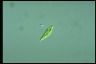 Euglena gracilis