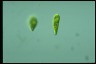 Euglena gracilis