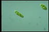 Euglena gracilis