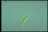 Euglena gracilis