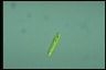 Euglena gracilis