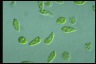 Euglena gracilis