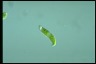 Euglena