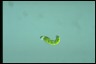 Euglena