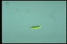 Euglena