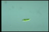 Euglena