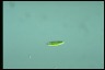 Euglena