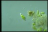 Euglena