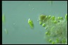 Euglena