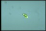 Euglena